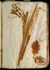  Fol. 4 

Xiris seu Spatula foetida. Ilex aquifolia. Acrifolium.